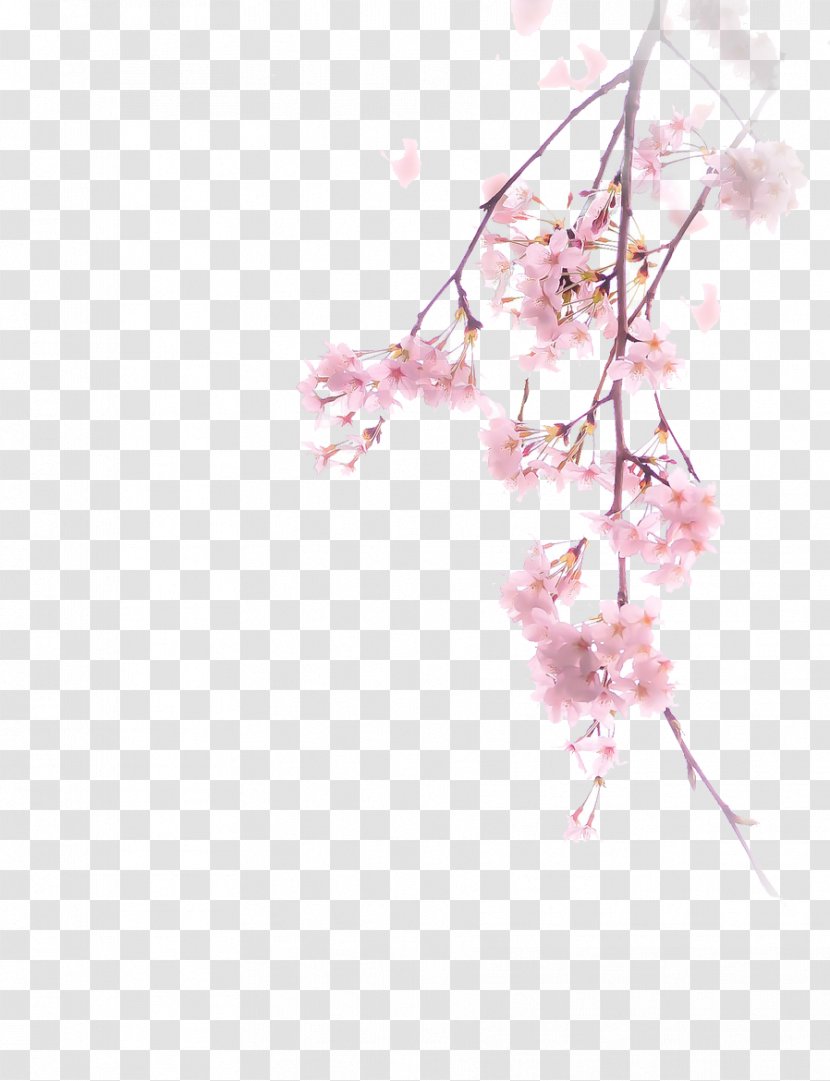 National Cherry Blossom Festival Branch - Pink - Fashion Ilustration Transparent PNG