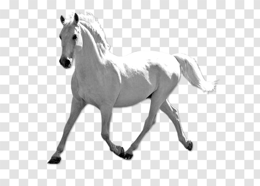 Mustang Stallion Pony Bridle Fond Blanc - White Horse Transparent PNG