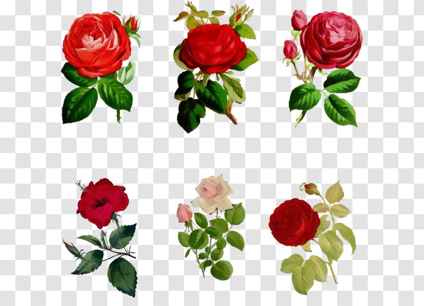 Red Watercolor Flowers - China Rose - Cut Impatiens Transparent PNG