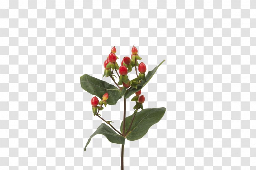 Cut Flowers Bud Hypericum Plant Stem - Login - Flower Transparent PNG