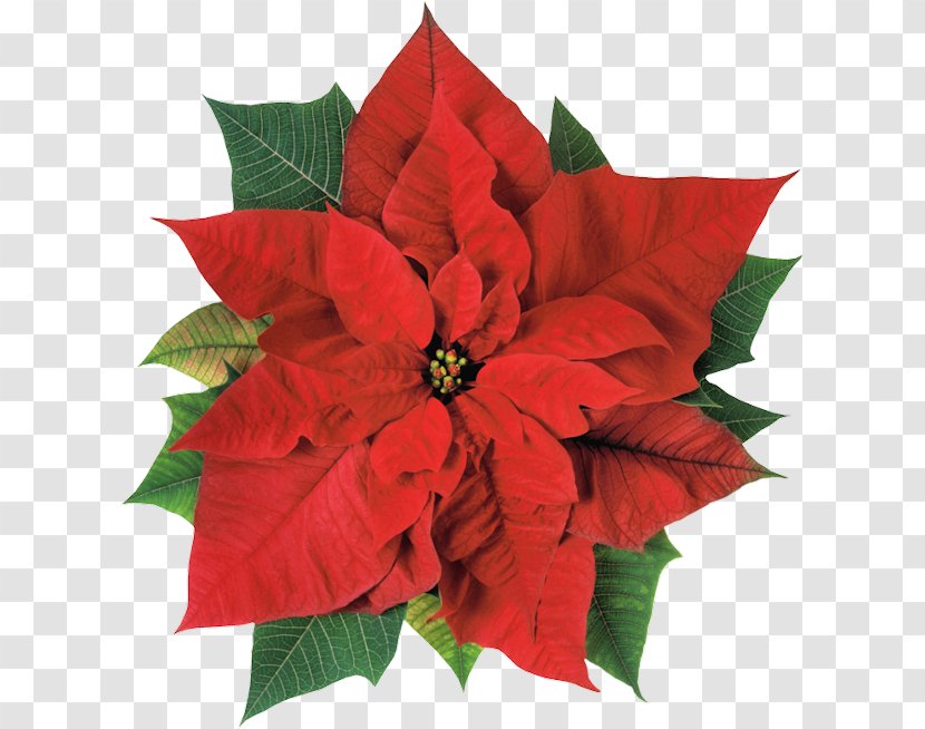 Poinsettia Christmas Flower Joulukukka Clip Art Transparent PNG