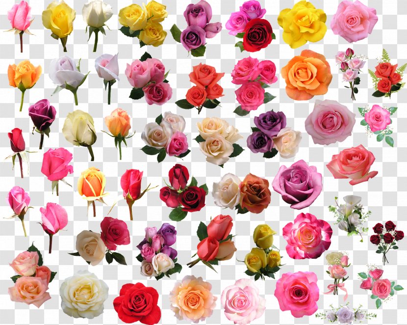 Cut Flowers Floral Design Garden Roses Centifolia - Flowering Plant - FCB Transparent PNG