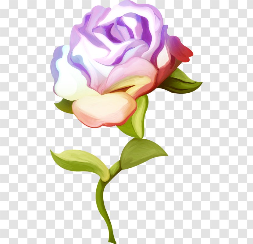 Garden Roses Cut Flowers Cabbage Rose Floral Design - Petal - Psd Transparent PNG