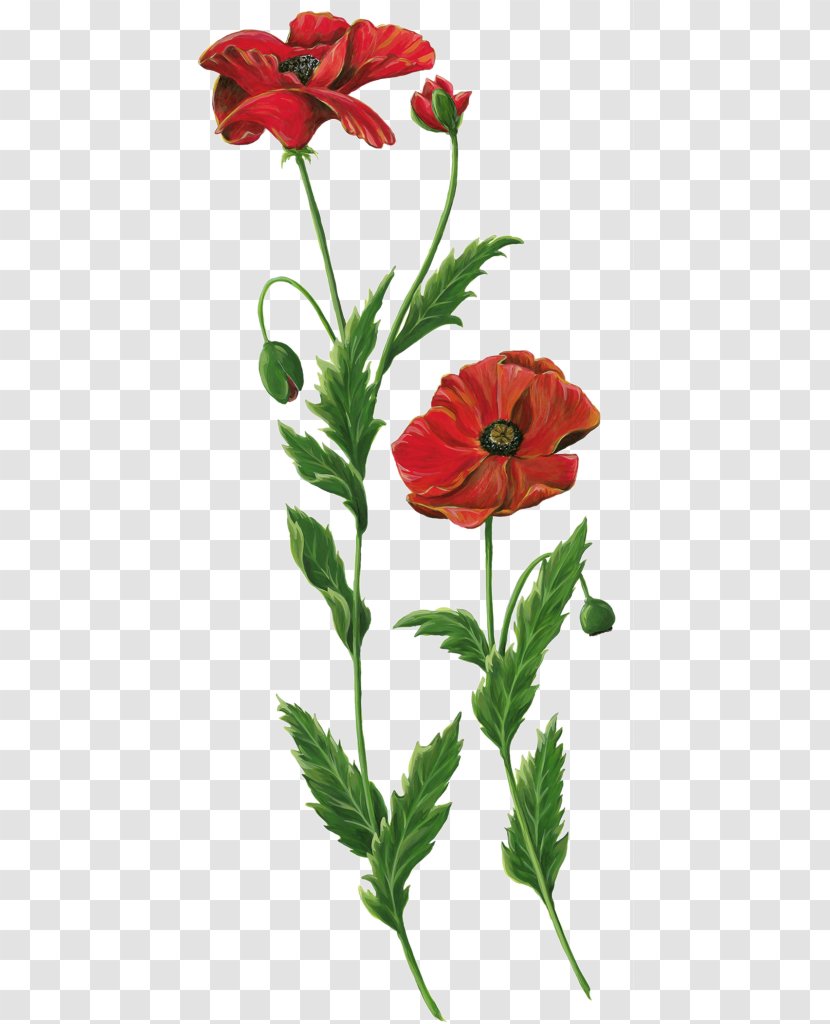 Opium Poppy Cut Flowers Plant Chrysanthemum - Annual Transparent PNG