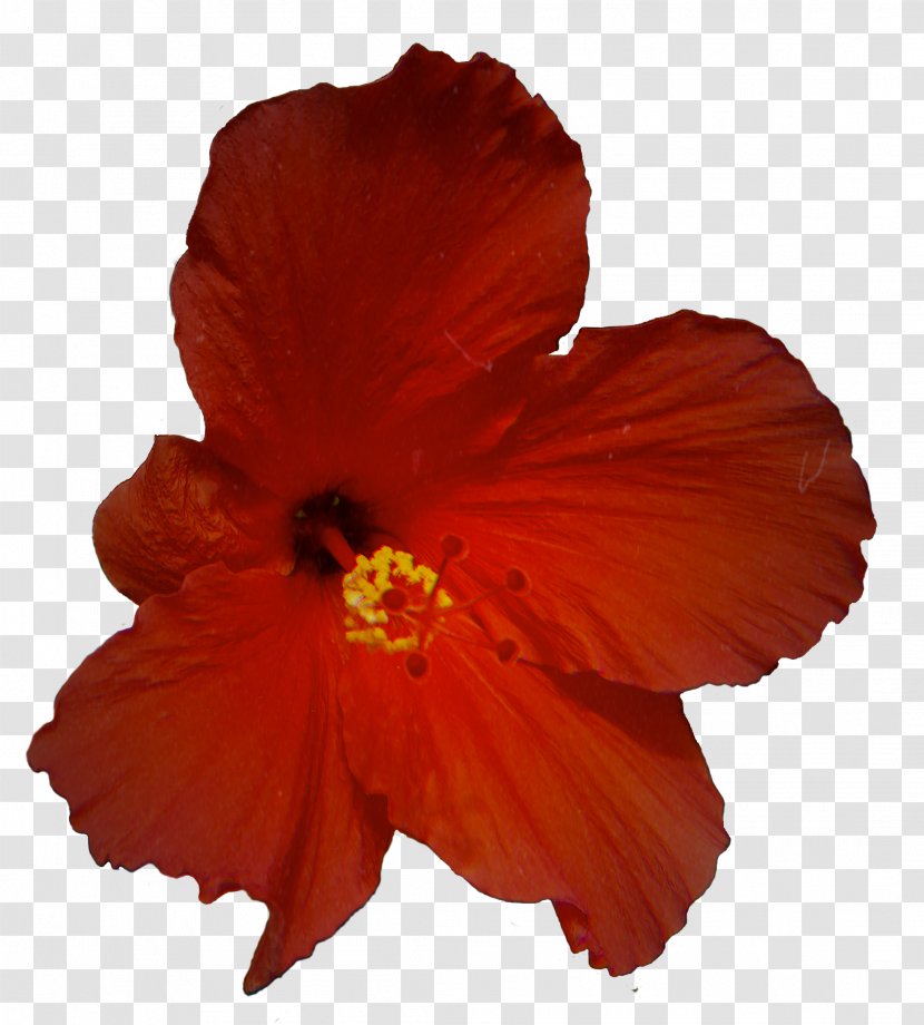 Rosemallows Orange S.A. - Petal - Perennial Plant Transparent PNG
