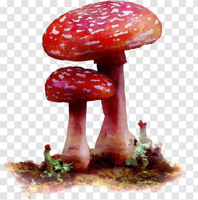 Watercolor Natural - Mushroom - Shiitake Plant Transparent PNG