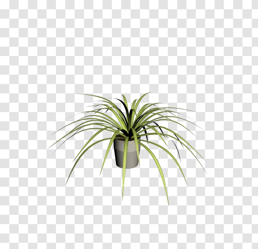 Leaf Plant Stem Flowerpot Arecales Tree Transparent PNG