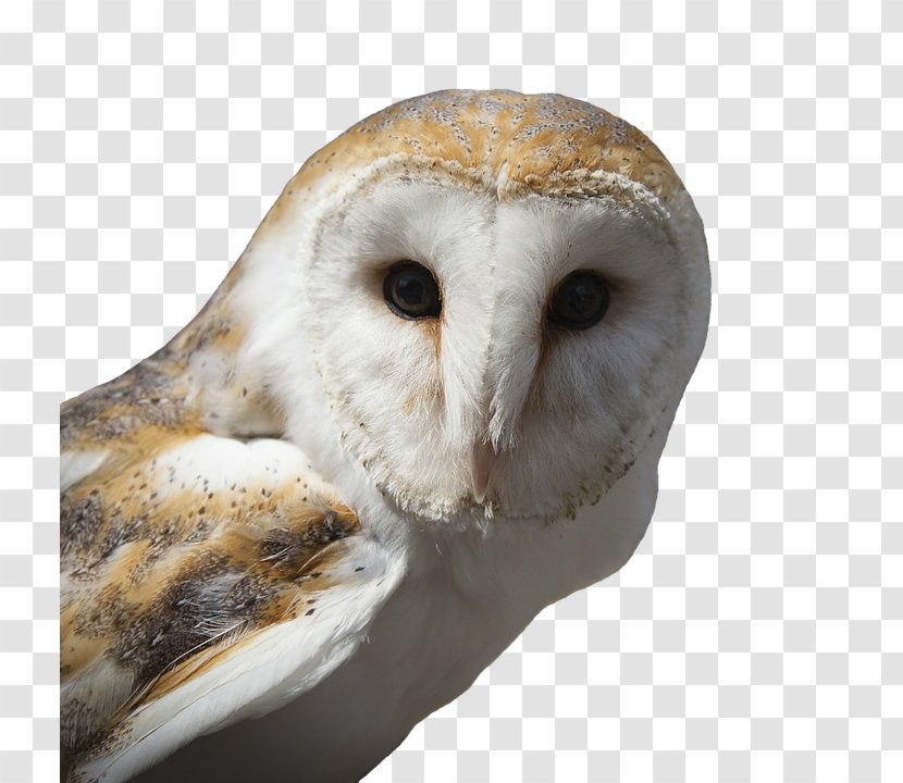 Tawny Owl Bird Snowy Barn Transparent PNG