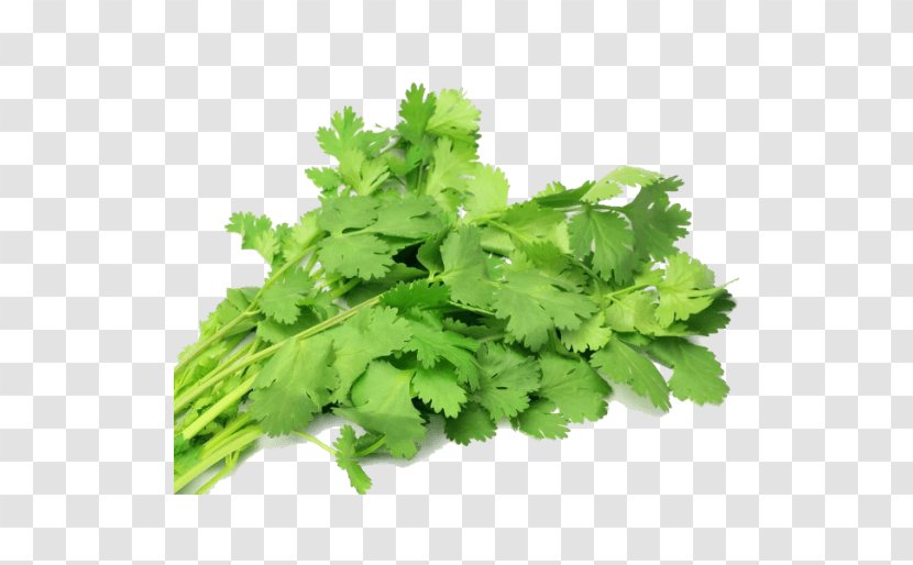 India Flower Background - Vegetarian Cuisine - Annual Plant Parsley Family Transparent PNG