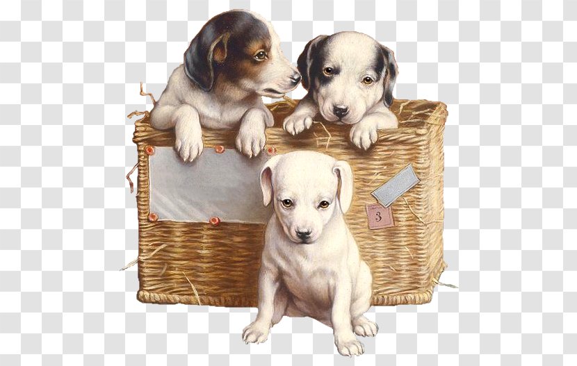 Puppy Dog Breed Jack Russell Terrier Siberian Husky Dachshund - Snout - Pups Transparent PNG