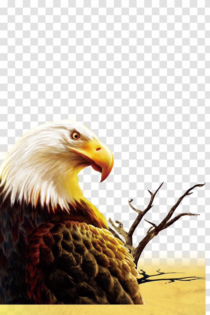 IPhone 6S Zouping County Defence Day Light Wallpaper - Bird - Eagle Transparent PNG