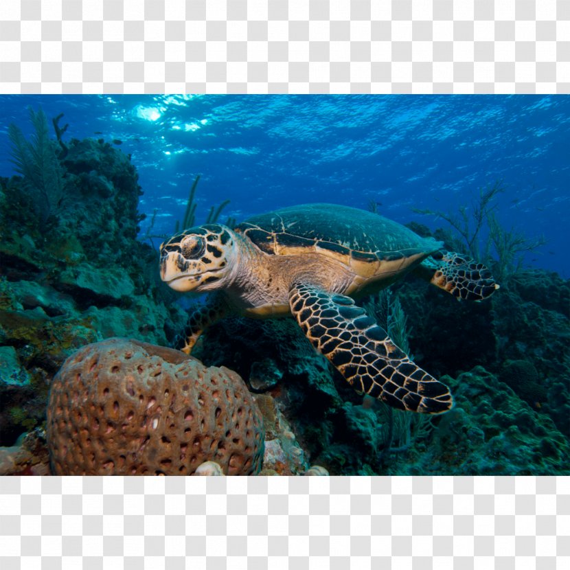 Loggerhead Sea Turtle Coral Reef Emydidae Transparent PNG