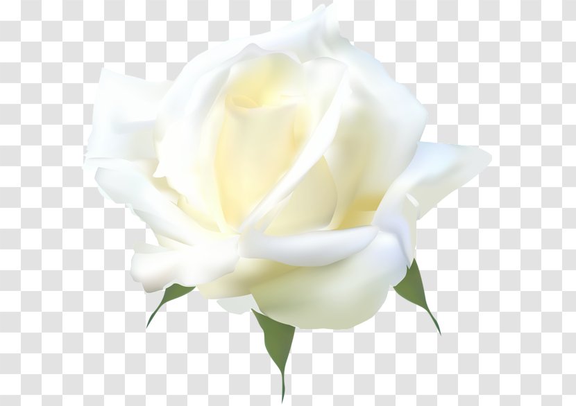 Floribunda Garden Roses Centifolia Cut Flowers Still Life Photography - Rose Family - White Transparent PNG