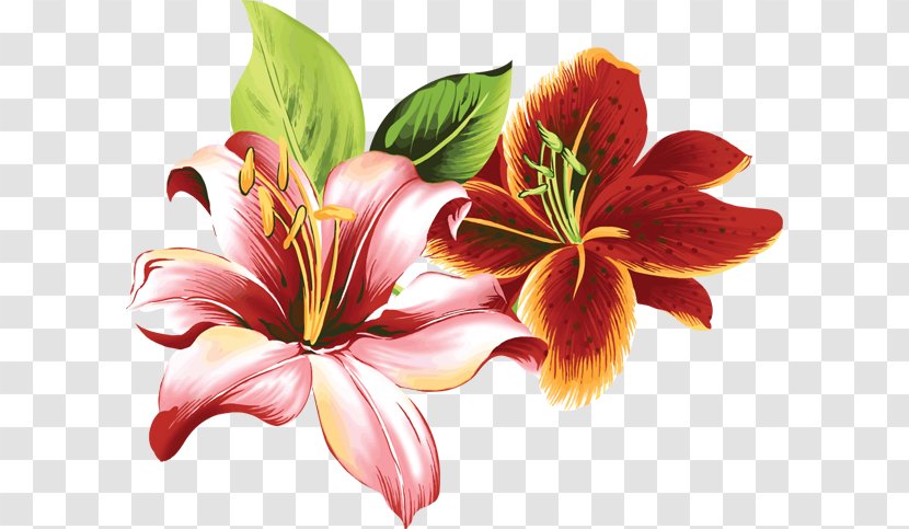 Lilium Flower Daylily Floral Design Clip Art - Lily Family Transparent PNG