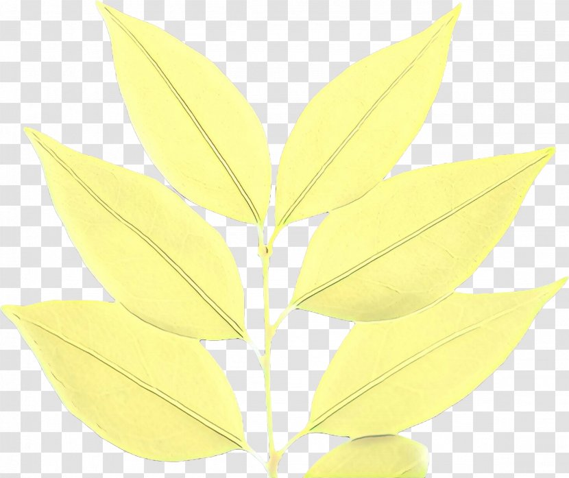Leaf Plant Stem Plants - Yellow Transparent PNG