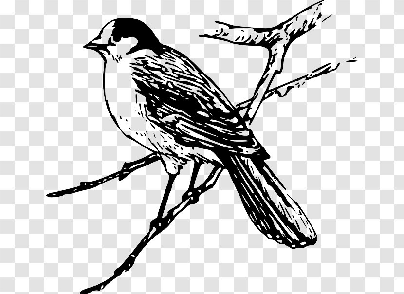 Bird Maya Clip Art - Tail Transparent PNG