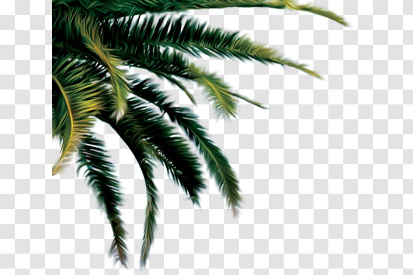 Cargill Coconut Palm Trees - Pathfinders Transparent PNG