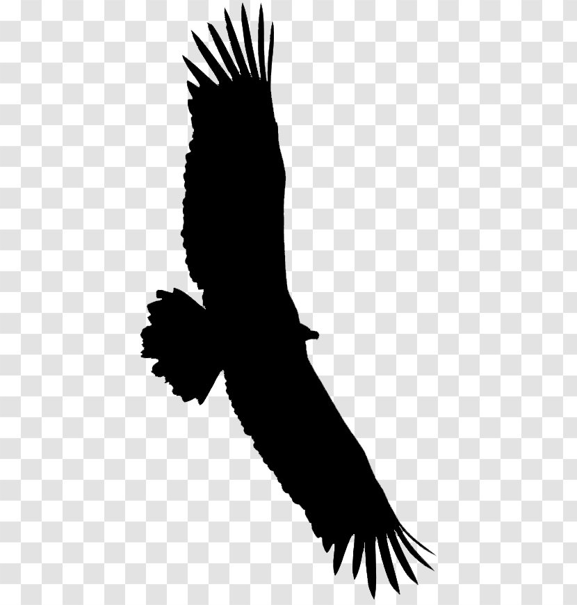 Bald Eagle Vulture Beak Fauna - Golden - Tail Transparent PNG