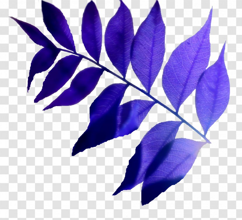 Leaf - Violet Transparent PNG