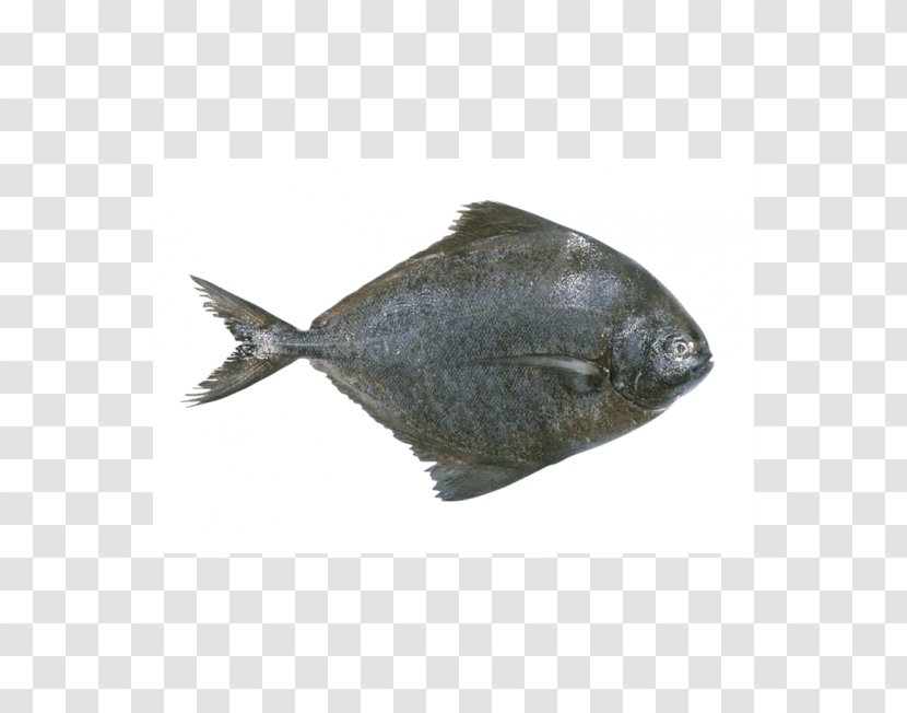 Pampus Argenteus Sole Black Pomfret Fish Transparent PNG