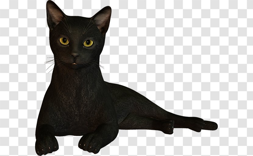 Black Cat Bombay Korat Havana Brown Oriental Shorthair - Brazilian - Big Flyers Bundle Transparent PNG