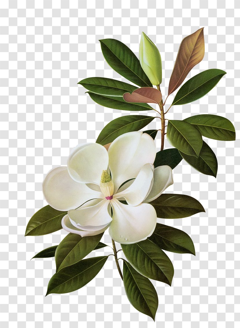Southern Magnolia Image Flower Clip Art - Family - Plant Transparent PNG