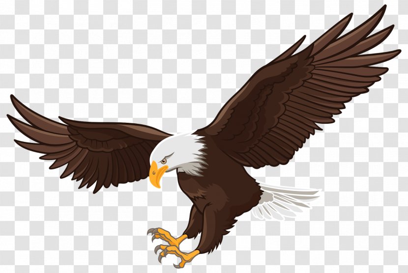 Bald Eagle White-tailed Clip Art - Hawk Transparent PNG