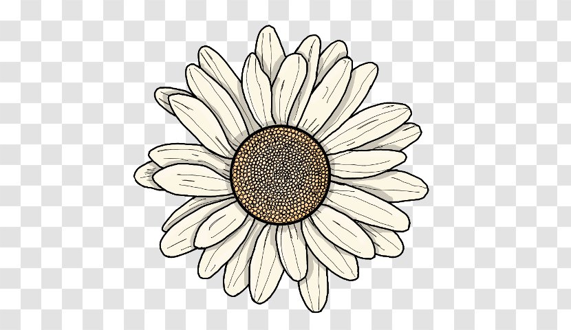 Sunflower - Mayweed - Oxeye Daisy Transparent PNG