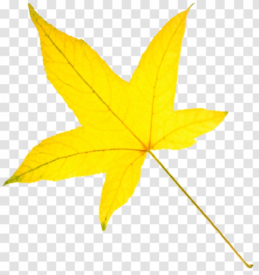 American Sweetgum Autumn Leaf Color Yellow - Tree - Leaves Transparent PNG