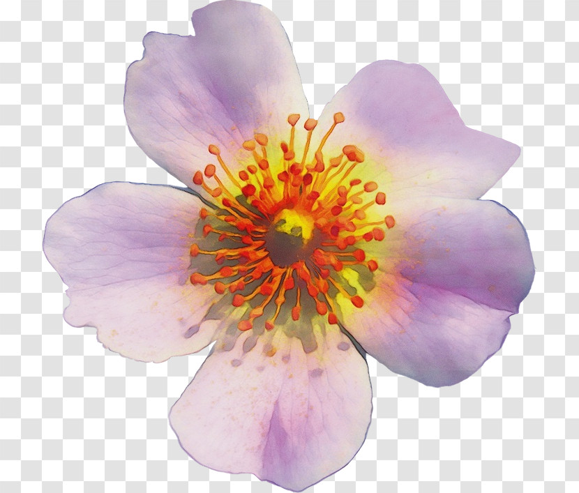 Rose Transparent PNG