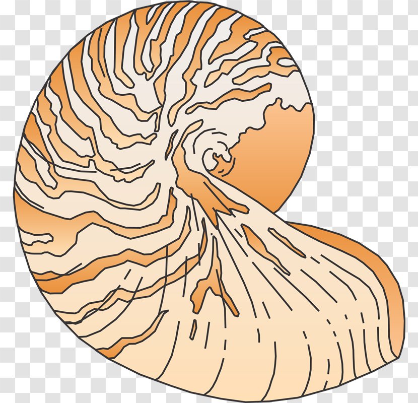 Rakushka Invertebrate Seashell Clip Art - Mol Transparent PNG