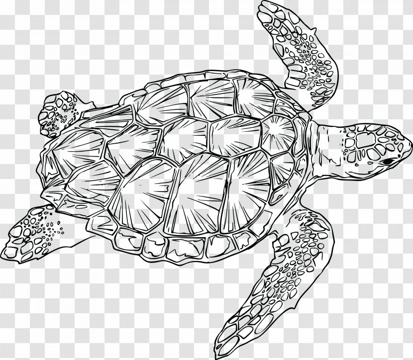 Loggerhead Sea Turtle Reptile Green - Hawksbill Transparent PNG