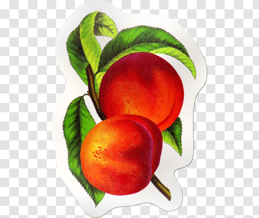 Peach Elberta Food Fruit Clip Art - Natural Foods Transparent PNG