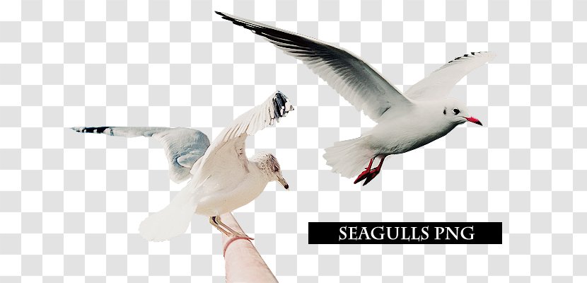 European Herring Gull Digital Art Bird American - Flying Seagulls Transparent PNG