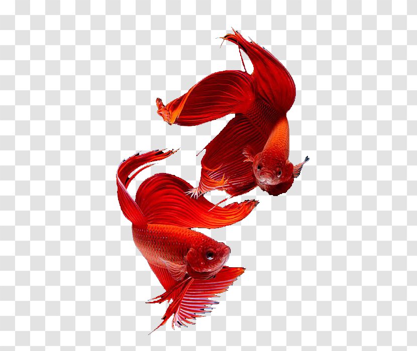 Siamese Cat Thailand Fighting Fish Goldfish - Red Transparent PNG