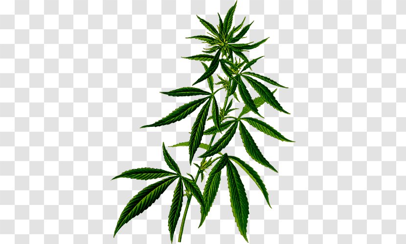 Medical Cannabis Hemp Plant Sativa - Cannabaceae Transparent PNG