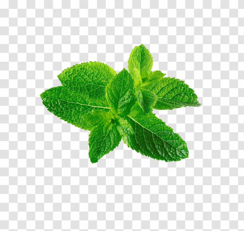 Mentha Spicata Leaf Canadensis - Mint Transparent PNG