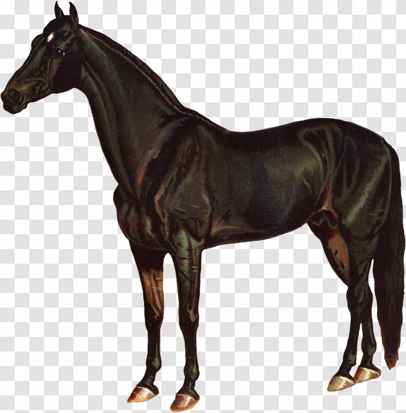 Morgan Horse American Quarter Friesian Konik Transparent PNG