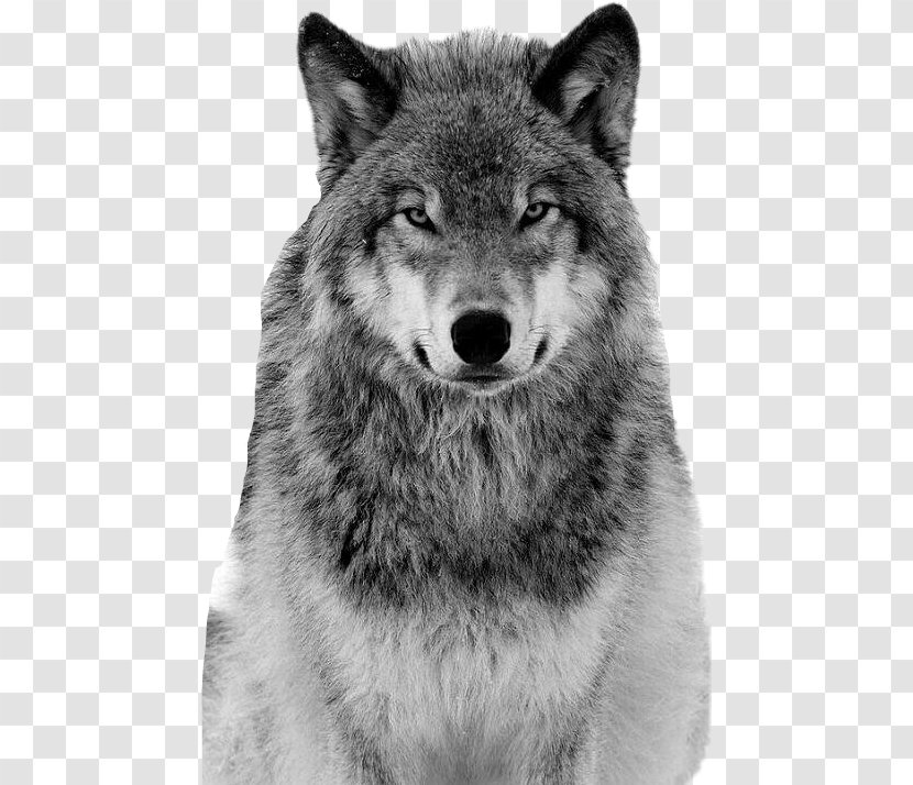 Saarloos Wolfdog Coyote Alaskan Tundra Wolf Borzoi Siberian Husky - Dog Like Mammal Transparent PNG