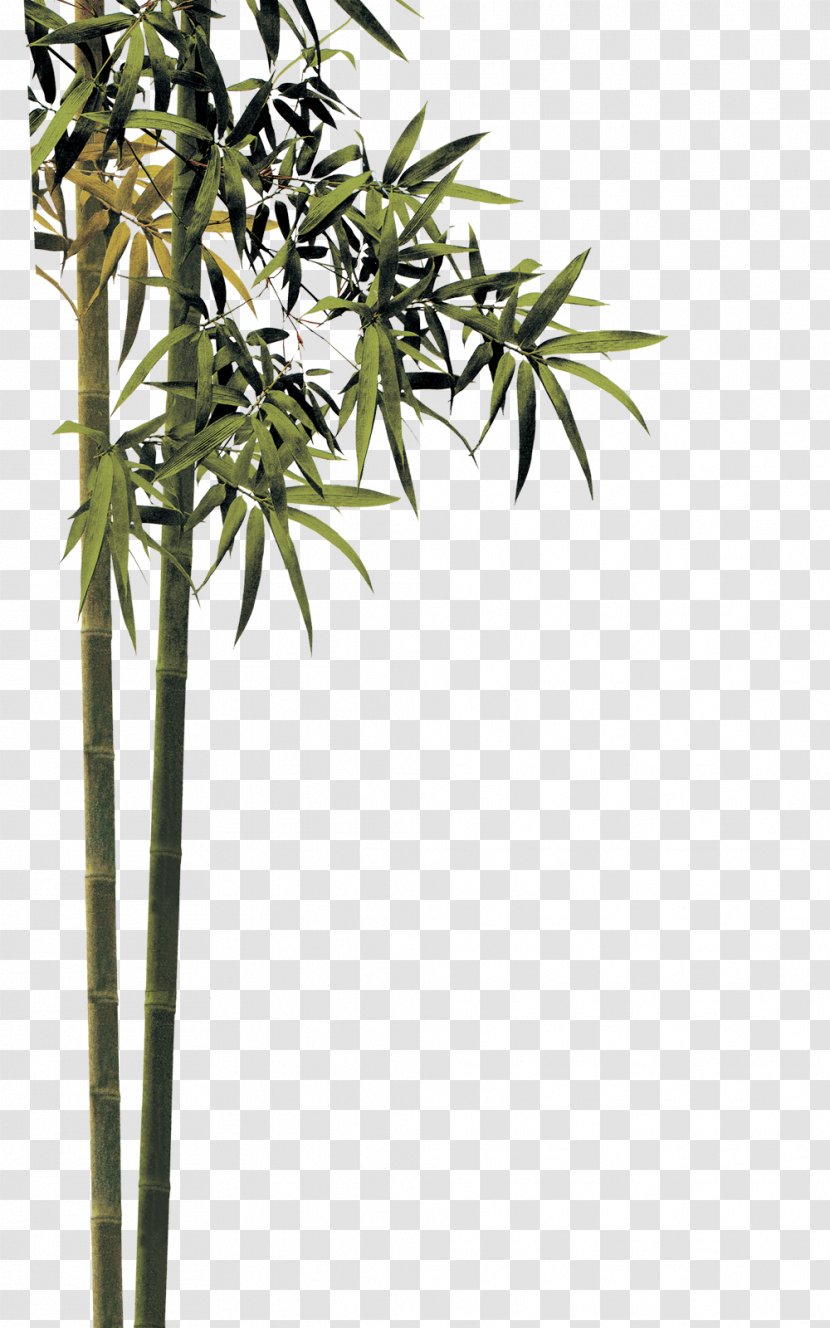 Qingming Bamboo - Flora - Plants Transparent PNG
