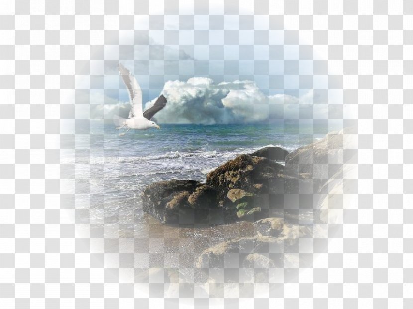 Lucifer Photography Drawing Centerblog - Cut Copy And Paste - Albatross Transparent PNG