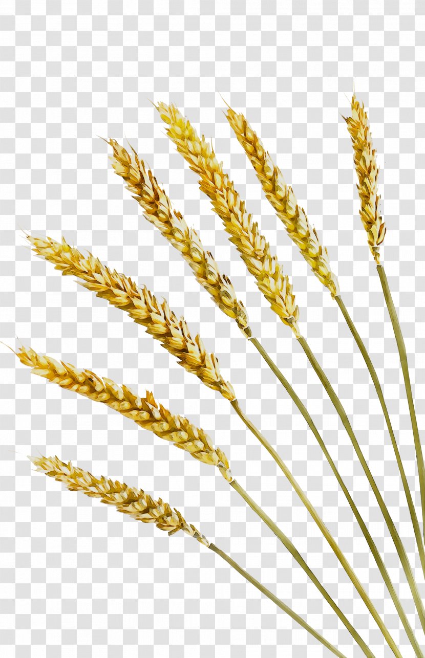 Emmer Video Einkorn Wheat Cereal Grain - Elymus Repens - Millet Transparent PNG