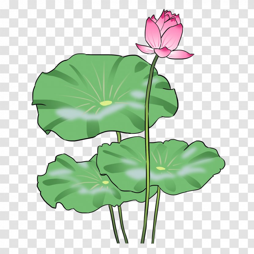 Flower Leaf Plant Water Lily Lotus Family - Petal Aquatic Transparent PNG