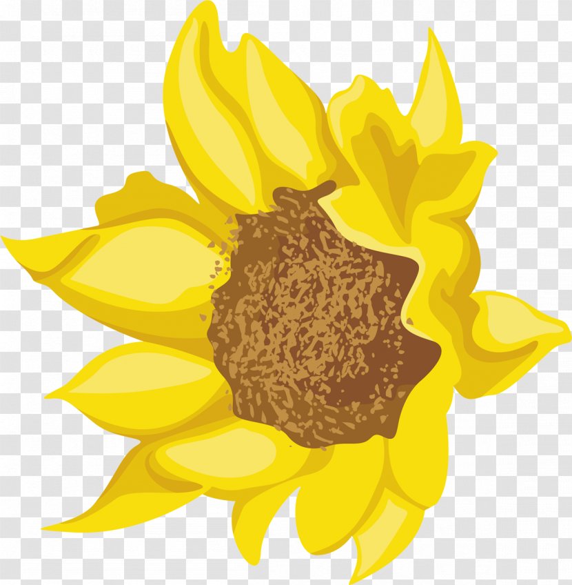Sunflower Seed Daisy Family Dahlia Cut Flowers - Petal Transparent PNG