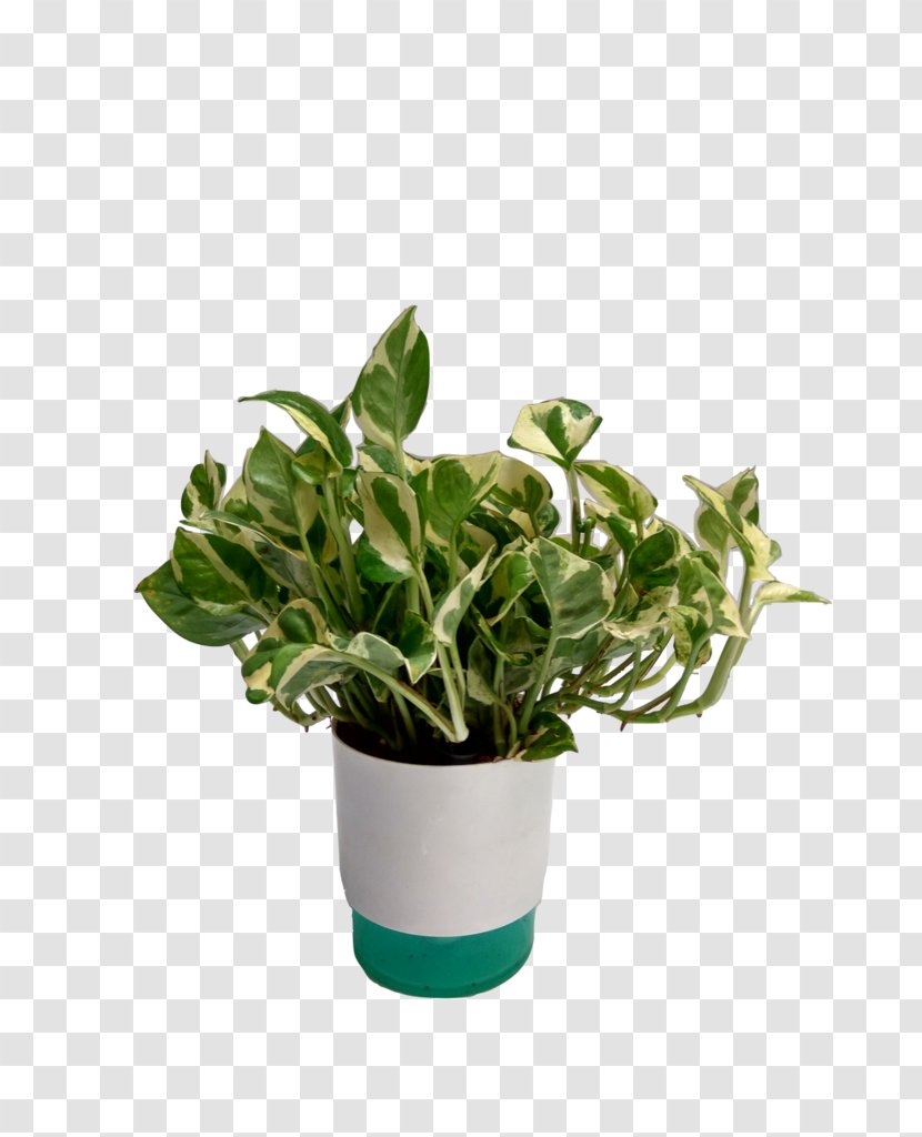 Flowerpot Houseplant Devil's Ivy Guiana Chestnut - Plant Transparent PNG