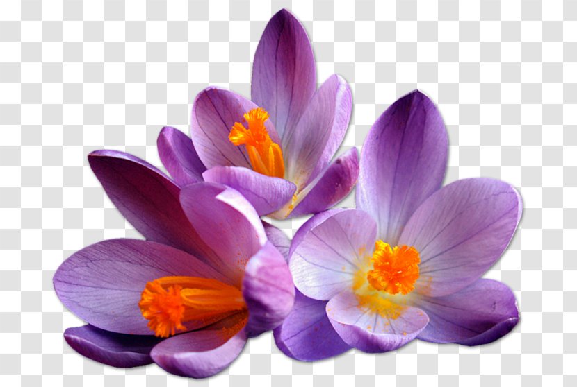 Saffron Flower Clip Art - Pdf - Iris Family Transparent PNG