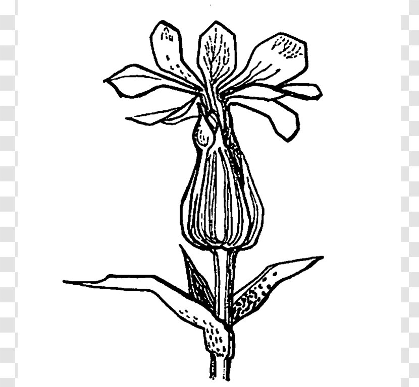 Black And White Flower Monochrome Photography Line Art - Drawing - Drawn Crosses Transparent PNG
