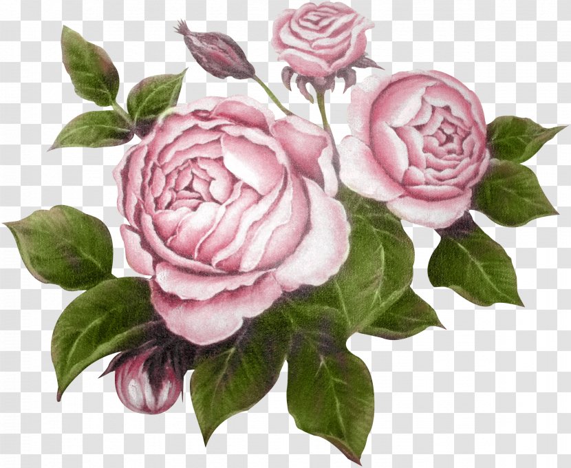 Garden Roses Flower Raster Graphics Editor Clip Art - Centifolia - Peony Transparent PNG