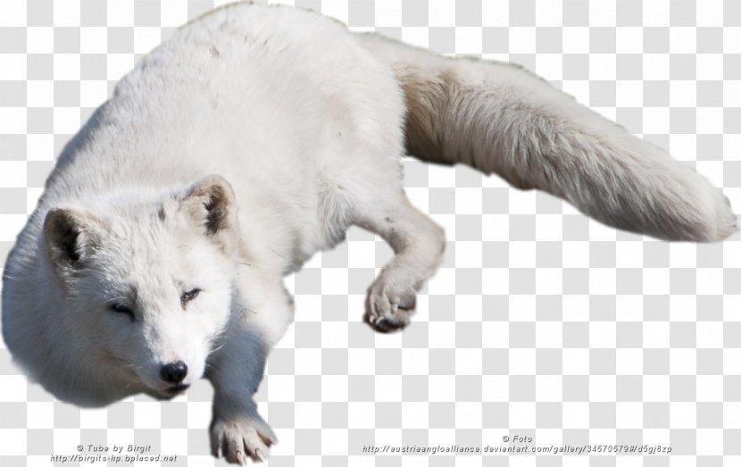 Arctic Fox Alaskan Tundra Wolf Polar Bear Transparent PNG
