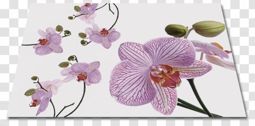 Moth Orchids Floral Design Cut Flowers Petal - Violet Transparent PNG